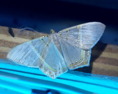 Phrygionis platinata