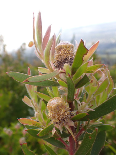 Image of Leucadendron conicum by (c) Ren Hoekstra, some rights reserved (CC BY)
