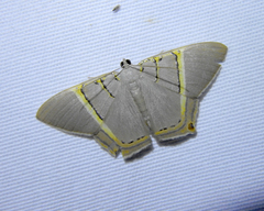 Phrygionis platinata