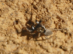 Menemerus semilimbatus