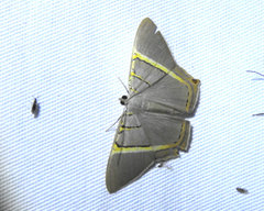 Phrygionis platinata