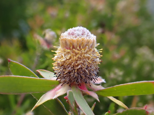Image of Leucadendron conicum by (c) Ren Hoekstra, some rights reserved (CC BY)