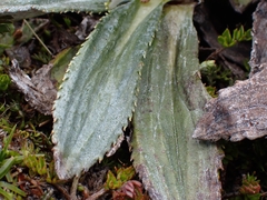 Celmisia densiflora