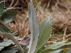 Celmisia densiflora