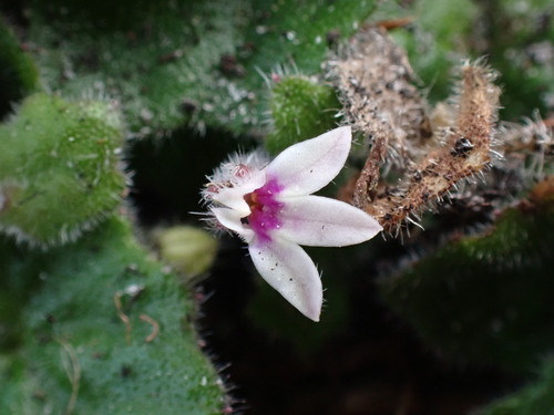 Pely Lobelia (Lobelia ardisiandroides)