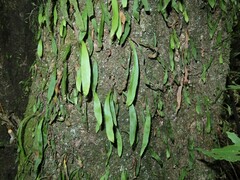 Loxogramme dictyopteris