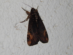 Ulotrichopus fatilega