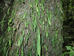 Loxogramme dictyopteris