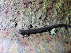 Batrachoseps gavilanensis