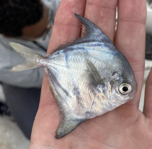 American harvestfish (Peprilus paru) — Stromateidae — 3