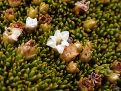 Dracophyllum muscoides