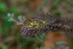 Thymelaea ruizii