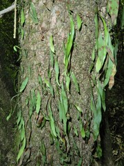 Loxogramme dictyopteris