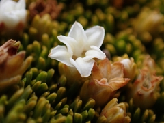 Dracophyllum muscoides