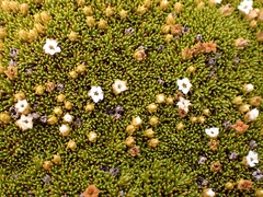 Dracophyllum muscoides