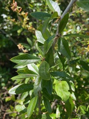 Berberis ruscifolia
