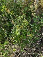 Berberis ruscifolia