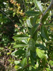 Berberis ruscifolia