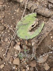 Opuntia stricta
