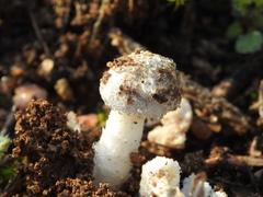 Amanita torrendii