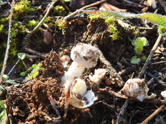 Amanita torrendii