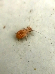Cerobasis