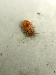 Cerobasis