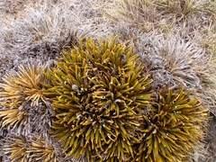 Aciphylla simplex
