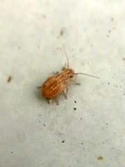 Cerobasis