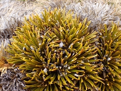 Aciphylla simplex