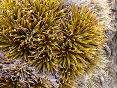 Aciphylla simplex