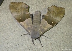 Pachysphinx modesta