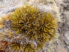 Aciphylla simplex