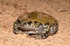 Dermatonotus muelleri