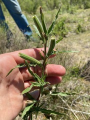 Oenothera affinis