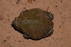 Dermatonotus muelleri