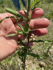 Oenothera affinis