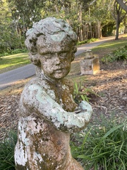 Cryptothecia striata