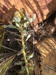 Leucadendron arcuatum