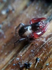 Neobisium