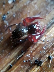 Neobisium