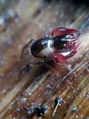 Neobisium