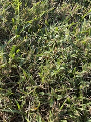 Alysicarpus ovalifolius