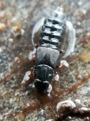 Anotylus