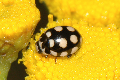 Coccinula quatuordecimpustulata