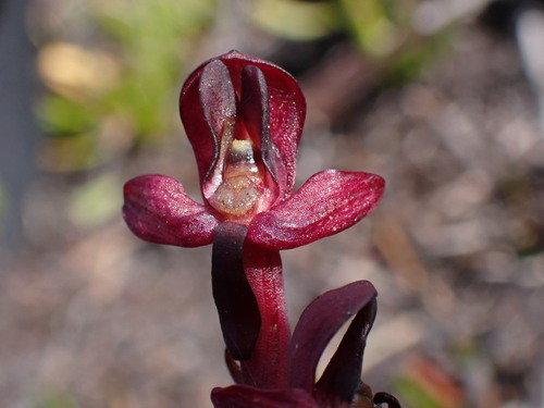 Image of Disa ophrydea by (c) Ren Hoekstra, some rights reserved (CC BY)
