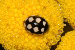 Coccinula quatuordecimpustulata