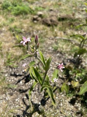 Oxypetalum solanoides