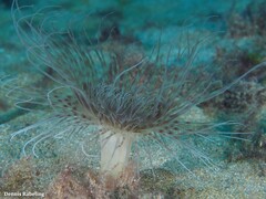 Pachycerianthus solitarius