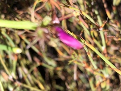 Indigofera capillaris